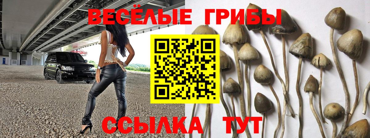 Псилоцибиновые грибы GOLDEN TEACHER  купить наркоту  Вход с VPN  Сунжа  Галлюциногенные грибы Psilocybe 